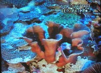 水深４２ｍに生息するサンゴ