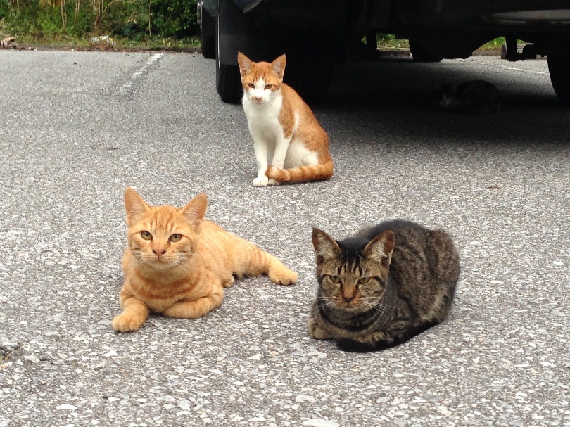 三匹の猫がくつろいでいる様子（別ウィンドウで開く）